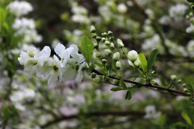Exochorda racemosa - hroznovec hroznatý - květ 3